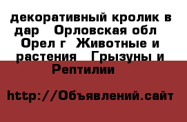 декоративный кролик в дар - Орловская обл., Орел г. Животные и растения » Грызуны и Рептилии   